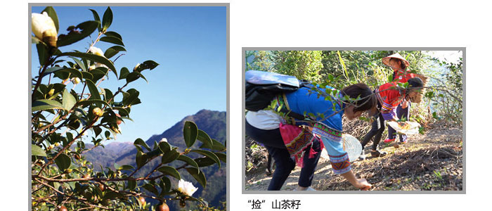 茶氏家族-山茶籽調(diào)理精油 茶氏家族-山茶籽調(diào)理精油