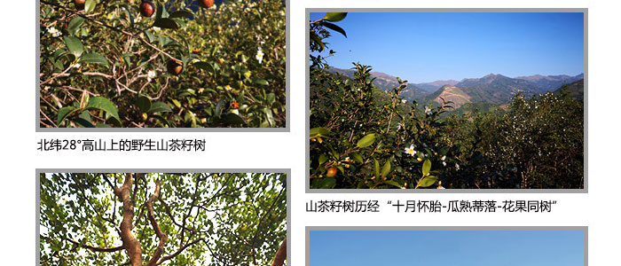 茶氏家族-山茶籽調(diào)理精油 茶氏家族-山茶籽調(diào)理精油